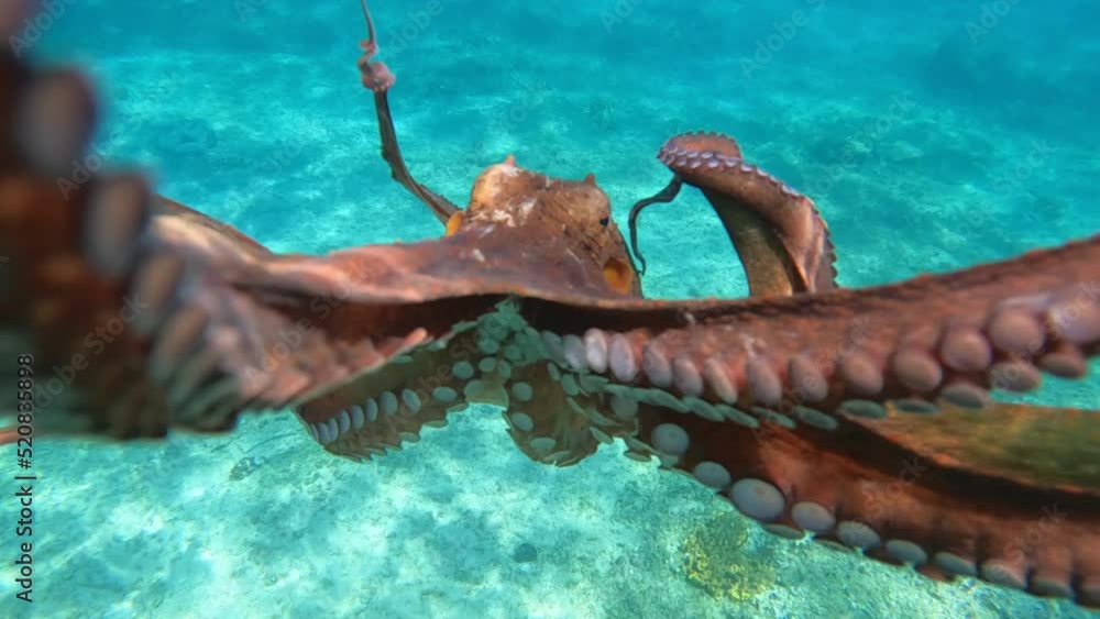 Wall mural Underwater slow motion video with beautiful colours of big octopus from family of Cephalopods swimming in tropical exotic beach with turquoise crystal clear sea