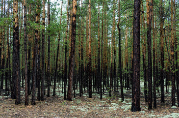 light pine forest with tall trees