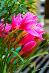 Obraz premium Lily