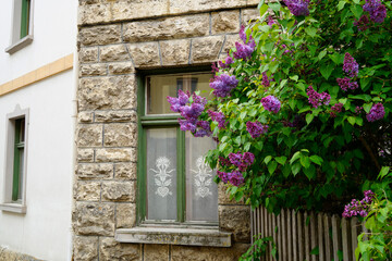 Fototapeta na wymiar a beautiful window with lace drapes and lilac in full bloom in front of it in the ancient Swiss town Sent on a gloomy spring day (Canton of Graubuenden, municipality of Scuol)