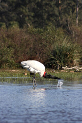 Jabiru