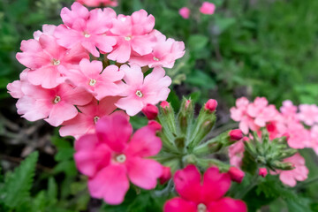 Fototapeta premium 夏の公園でピンクのバーベナが咲いていた