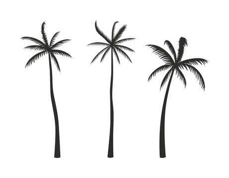 Set of silhouettes of palm trees in a hand-drawn style.