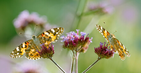 The panoramic view the garden flowers and butterflies