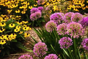 Obraz premium ornamental flowering onion plant and black eyed susans
