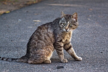 Beautiful striped cat on the sidewalk.
Felis silvestris catus.
