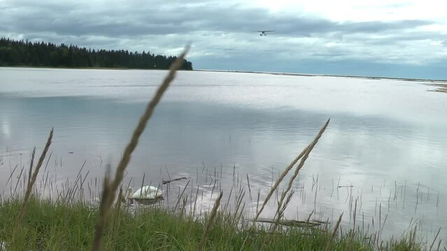 Small plane flying low over lake in Canada
Airplane flying above lake with Trumpeter swan in the water, 2022
