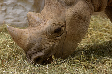Black Rhinoceros, black rhino or hook-lipped rhinoceros, Diceros bicornis. Chewing on plants