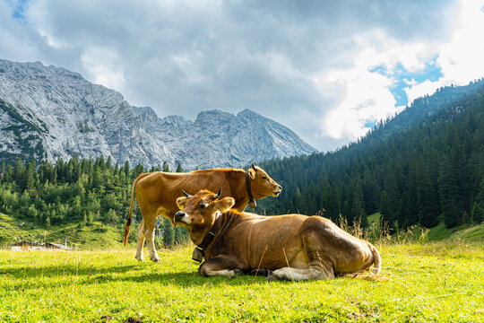 Kühe vor der Wettersteinhütte