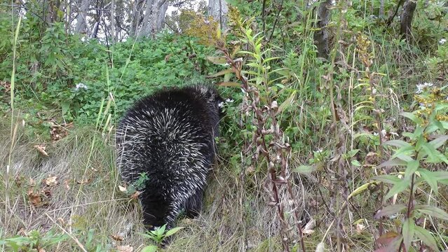 porcupine walks into the woods, Canada
North America nature and porcupine wildlife, Canada, 2022

