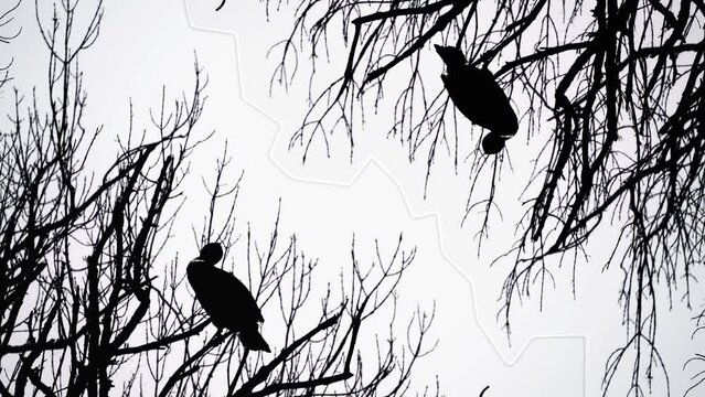 Cormorant silhouette cleaning over the tree