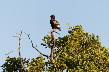 Bateleur des savanes, Aigle bateleur,  Terathopius ecaudatus, Bateleur
