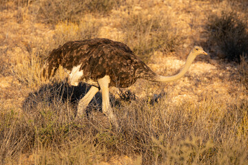 Autruche d'Afrique, femelle,.Struthio camelus, Common Ostrich, Désert du Kalahari, Afrique du Sud