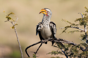 Calao leucomèle,.Tockus leucomelas, Southern Yellow billed Hornbill