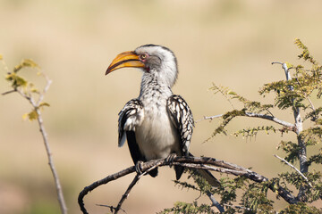Calao leucomèle,.Tockus leucomelas, Southern Yellow billed Hornbill