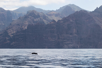 Obraz premium Scenic view on dorsal fin of bottlenose dolphins sticking out of water near cliff Los Gigantes, Santiago del Teide, western Tenerife, Canary Islands, Spain, Europe. Mammals swimming in Atlantic Ocean