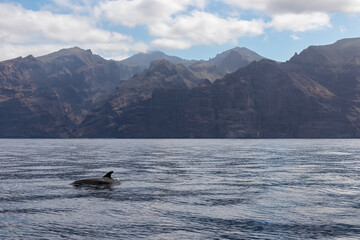 Obraz premium Scenic view on jumping bottlenose dolphins sticking out of water near cliff Los Gigantes, Santiago del Teide, west coast Tenerife, Canary Islands, Spain, Europe. Mammals swimming in Atlantic Ocean