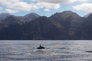 Scenic view on dorsal fin of bottlenose dolphins sticking out of water near cliff Los Gigantes,...