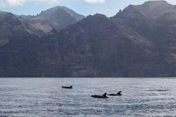 Fototapeta premium Scenic view on dorsal fin of bottlenose dolphins sticking out of water near cliff Los Gigantes, Santiago del Teide, western Tenerife, Canary Islands, Spain, Europe. Mammals swimming in Atlantic Ocean