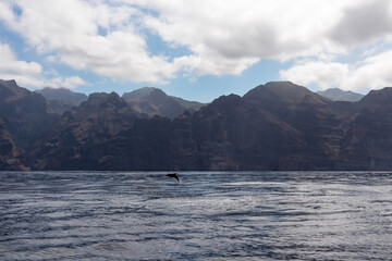 Scenic view on jumping bottlenose dolphins sticking out of water near cliff Los Gigantes, Santiago del Teide, west coast Tenerife, Canary Islands, Spain, Europe. Mammals swimming in Atlantic Ocean