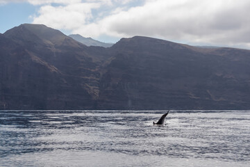 Obraz premium Scenic view on jumping bottlenose dolphins sticking out of water near cliff Los Gigantes, Santiago del Teide, west coast Tenerife, Canary Islands, Spain, Europe. Mammals swimming in Atlantic Ocean