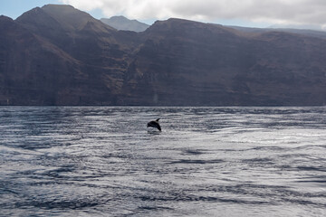 Scenic view on jumping bottlenose dolphins sticking out of water near cliff Los Gigantes, Santiago del Teide, west coast Tenerife, Canary Islands, Spain, Europe. Mammals swimming in Atlantic Ocean