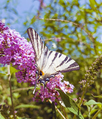 Beautiful White and Black Striped Butterfly on Pink Flower . Zebra Swallowtail Butterfly 