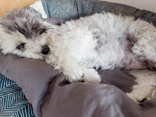 Senior white havanese dog laying in a dog  bed 