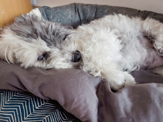 Senior white havanese dog laying in a dog  bed 