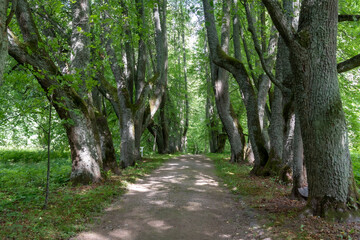 Fototapeta premium path in the woods