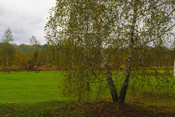 Birch on a cloudy autumn day in a clearing near the forest