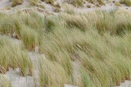 grass on sand dunes