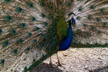 Obraz premium a majestic and proud peacock 