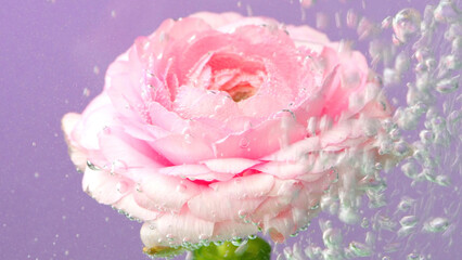 A blooming flower in the water.Stock footage.Purple background on which a beautiful rose blooms and...