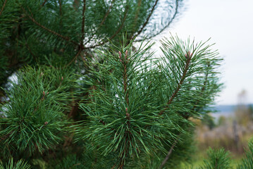 twigs young pine tree in the woodland