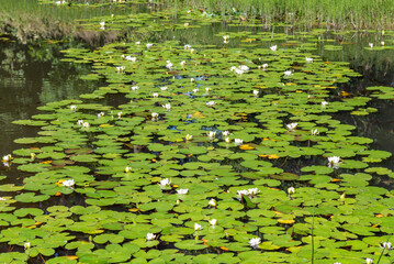 water lilies in the pond