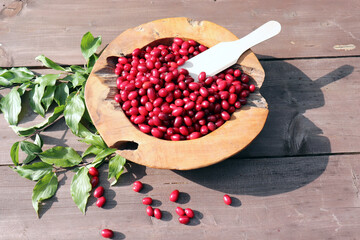 Dogwood berries in a wooden bowl on the garden table. Cornelian cherry or European cornel is a shrub with red fruits that is also often wild. He is also one of the medicinal plants.