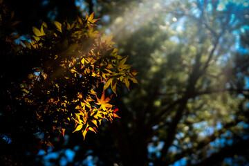 Summer leaves