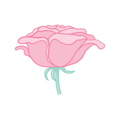 Fototapeta na wymiar Pink rose. Isolated bouquet garden flower on white background. Vintage vector illustration art