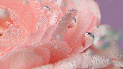 Fototapeta premium Bubbles on rose under water. Stock footage. Delicate rose petals with bubbles or drops. Pink rose with refreshing bubbles on petals in clear water
