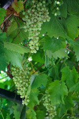 clusters of grapes ripening on the vineyard