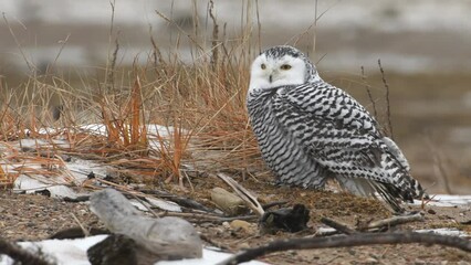 Snowy owl standing on dry land, Canada
North America nature and Snowy owl wildlife, Canada, 2022
