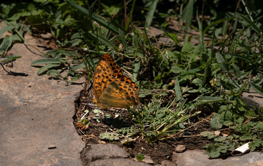 The Thorn Butterfly (Vanessa cardui) migrates to warm countries in winter at an altitude of 200-300...