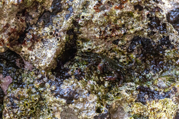 rocks near the beach with a great variety of veins of different colors and minerals, live and natural colored rocks