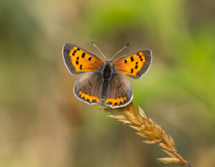 Obraz premium American Copper butterfly perched on head of grass seed