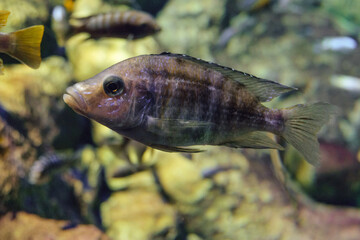 Obraz na płótnie Canvas African cichlid fish (labidochromis chisumulae) swims underwater