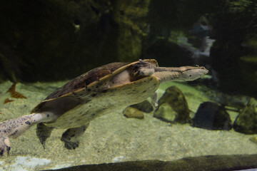 Geoffroys side-necked turtle swims in water. Phrynops geoffroanus.