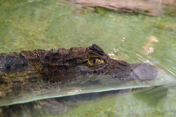 Spectacled caiman (Caiman crocodilus) swims in water. Face of animal.