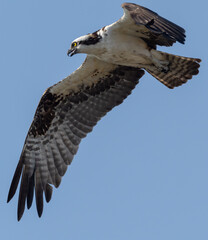 Osprey in flight hunting for fish