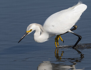 Snowy Egret hunting and feeding on small fish